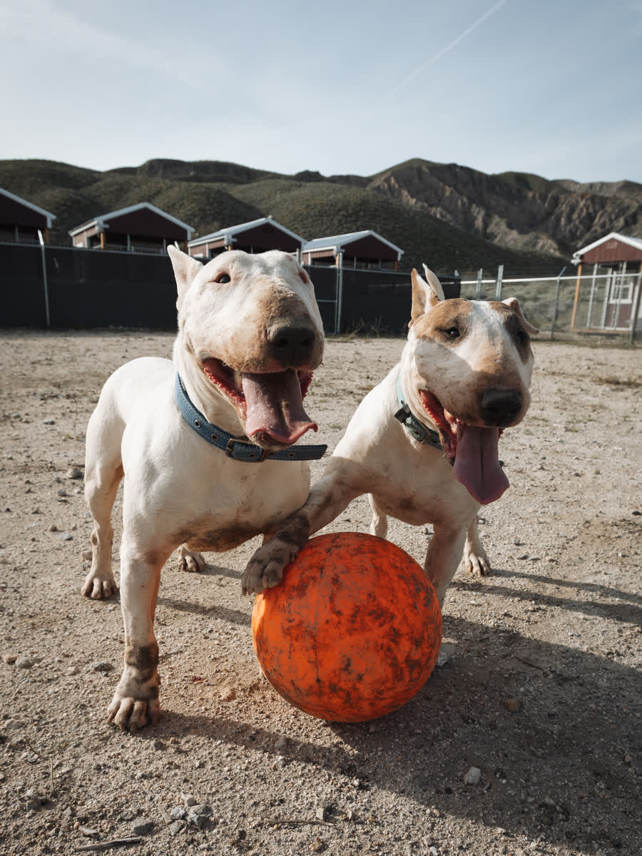 Two bull terriers with an orange ball in a dirt yard, kennel roofs and mountains behind